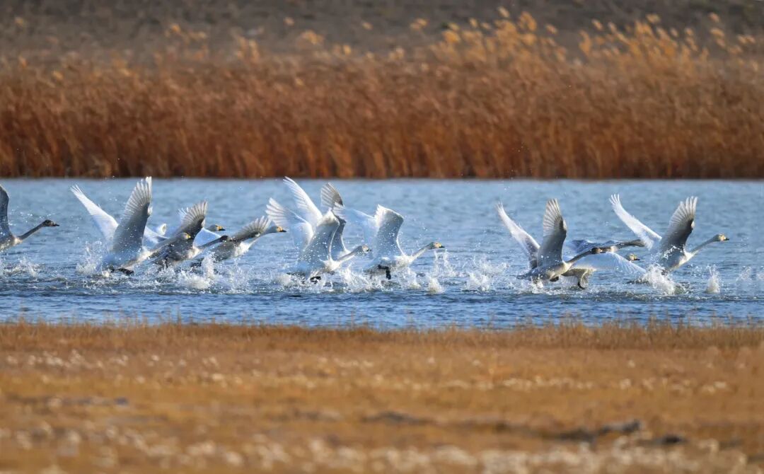 又到候鸟迁徙季，磴口观鸟拍鸟指南，收藏这一篇就够了！