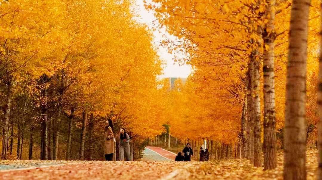 美到词穷！鄂尔多斯的秋天，每一帧都是壁纸